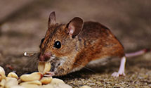 24 Hour & Emergency Exterminators in Tyro, VA